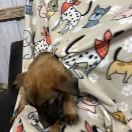 Girl 1 - Yellow Dutch Shepherd puppy in Sierra Vista, Arizona from KnightWatch K-9