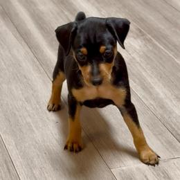 Video Roxy - Black and rust female Miniature Pinscher puppy in Eatonton, Georgia from TNT Puppies