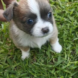 Girl 1 - Chocolate sabled fawn Chihuahua puppy in Gray, Louisiana from Chi Chi's Place