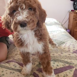 Aussiedoodle, Bernedoodle, and Poodle Puppies from Color Country Doodles