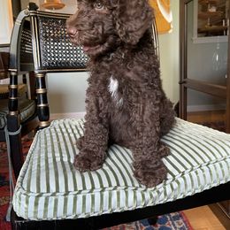 Bernedoodle Puppies from Creekside Doodles