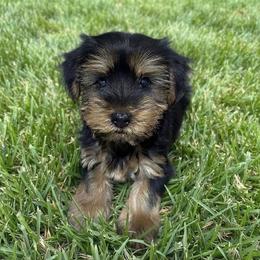 Alan - Black and tan male Yorkshire Terrier puppy in Massachusetts from Cutie Yorkies