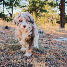 Aussiedoodle Puppies from Colorful Colorado Aussiedoodles