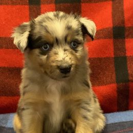 Miniature Australian Shepherd and Toy Australian Shepherd Puppies from Bit O' Bliss Farm LLC