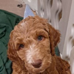 Goldendoodle Puppies from Dahlia Doodles