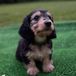 Birdie -AKC SILKY WIRE- (cream carrier) - Black and tan female Dachshund puppy in Alto, Texas from Double W Doxies