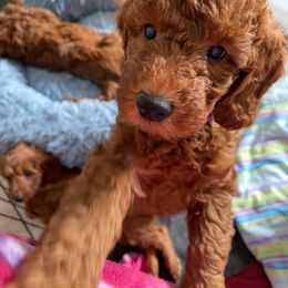 Goldendoodle Puppies from Shinecatchers Mini Goldendoodles