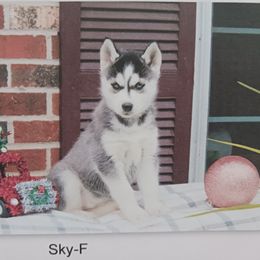 Sky - Siberian Husky puppy in Coatesville, Pennsylvania from Amore Puppies