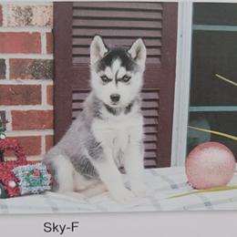 Sky - Siberian Husky puppy in Coatesville, Pennsylvania from Amore Puppies