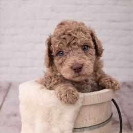 Green - Sable male Aussiedoodle puppy in Byron, Georgia from Southern Olive Doodles 🫒