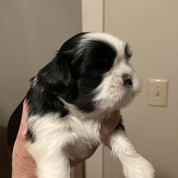 Girl two - Black and white female Shih Tzu puppy in Fountain, Florida from Simply Shih Tzu