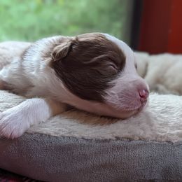 Boy 1 - Red Australian Shepherd puppy in Cape Coral, Florida from Carrotwood Kennel Australian Shepherds