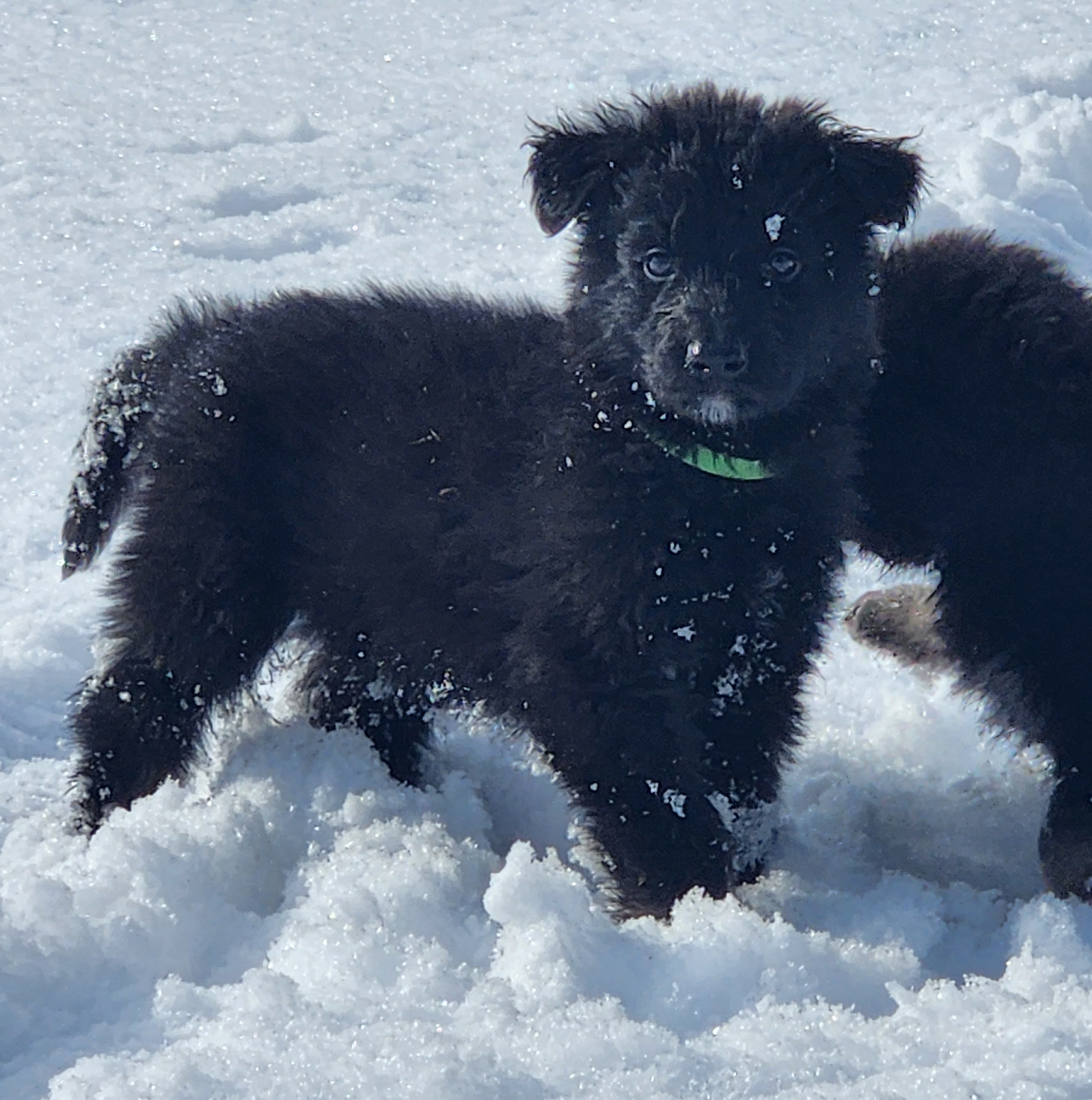 Boy 3 - Black and beige Shiloh Shepherd puppy in Charlo, Montana from IdleWilde Shilohs