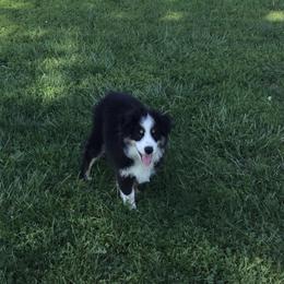 Miniature American Shepherd Puppies from Fuzzbottom Miniature American Shepherd
