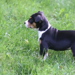 Rat Terrier Puppies from Walnut Acre Decker Terrier and ODT
