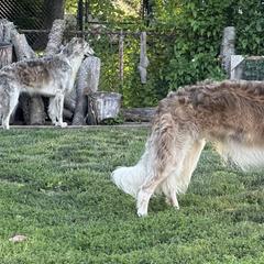 Borzois from ShiFae Legacy