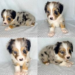 Blue Merle male 2 - Blue merle male Miniature Australian Shepherd puppy in Brooker, Florida from Honey, I Shrunk the Aussies