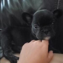 Charlotte - Blue female French Bulldog puppy in Stockton, Missouri from Willis Family Frenchies