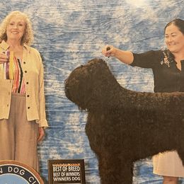 Astrid - Bernese Mountain Dog