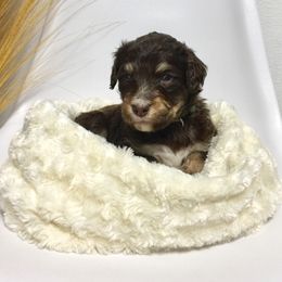 Bernedoodle Puppies from Cry Woof LLC