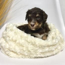 Bernedoodle Puppies from Cry Woof LLC