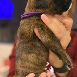 Girl 2 - Boxer puppy in Ruskin, Florida from Zambrano Boxers
