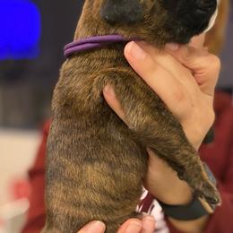 Girl 2 - Boxer puppy in Ruskin, Florida from Zambrano Boxers