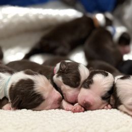 Boy 6 - Red tri-color male Australian Shepherd puppy in Ramona, California from Blue Moon Aussies
