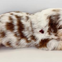 Red Merle - Red merle female Miniature Australian Shepherd puppy in Brooker, Florida from Triple Branch Aussies