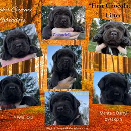 1st Pick of the Litter - Chocolate female Labrador Retriever puppy in Eaton Rapids, Michigan from Higher Ground Labradors