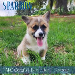 Sparrow - Sable female Pembroke Welsh Corgi puppy in Pine Village, Indiana from NL Horsemanship