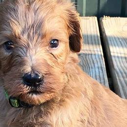 Labradoodles from Morris Farmyard