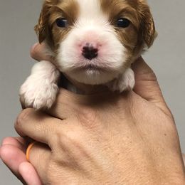 "Female cavalier" Cavalier King Charles Spaniel and Cocker Spaniel Puppies from Encore Cockers