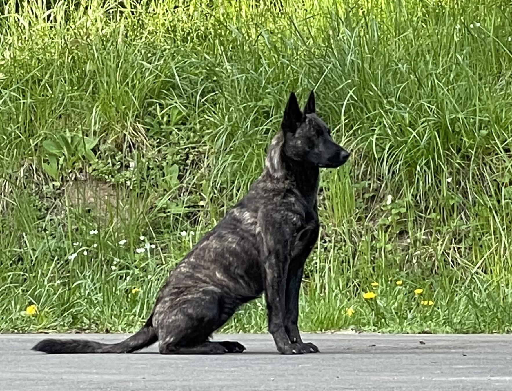 Koa