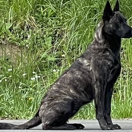 Koa - Dutch Shepherd
