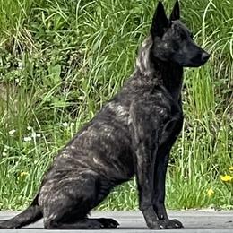 Koa - Dutch Shepherd