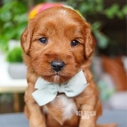 Rocket - Red  male Goldendoodle puppy in Salado, Texas from Red Ranch Dogs