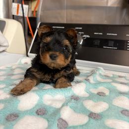Rocky - Black and tan male Yorkshire Terrier puppy in Cheektowaga, New York from Renee’s Pawfectly Pampered Yorkies