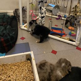 Australian Shepherd Puppies from BarberHof’s  Australian Shepherds