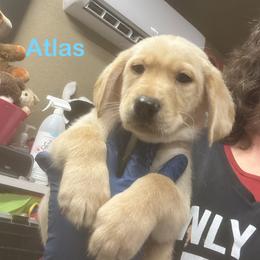 Atlas - Yellow male Labrador Retriever puppy in Tigard, Oregon from Morrison Labrador Retreivers
