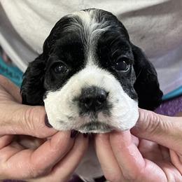 Cocker Spaniel Puppies from Dovecreek Cockers