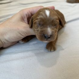 Augustus - Red male Cavapoo puppy in Midland, North Carolina from Rocky River Cavapoos