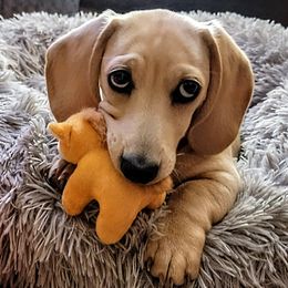 Dachshund Puppies from Little Kisses Doxies