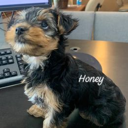 Goldendoodles and Yorkshire Terriers from Triple H Kennel Services