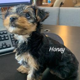Goldendoodles and Yorkshire Terriers from Triple H Kennel Services