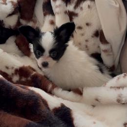 Prince - White and black male Papillon puppy in Howe, Oklahoma from Southern Sweet Papillons
