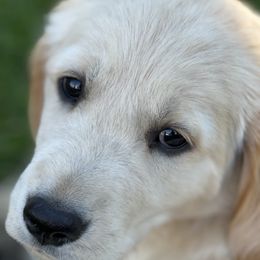 Golden Retriever Puppies from Golden Legacy Retriever Project