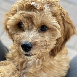 Cavapoo, Goldendoodle, and Poodle Puppies from Desert Valley Doodles