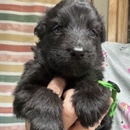 Boy 4 - Black male German Shepherd puppy in Valley Springs, South Dakota from Von Pasch German Shepherds