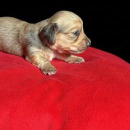 AKC Shaded Cream - Cream female Dachshund puppy in Lehigh Acres, Florida from Ruby Rose Dachshund Dynasty